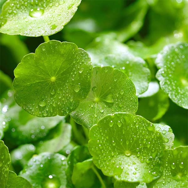 Centella Asiatica Extrakt